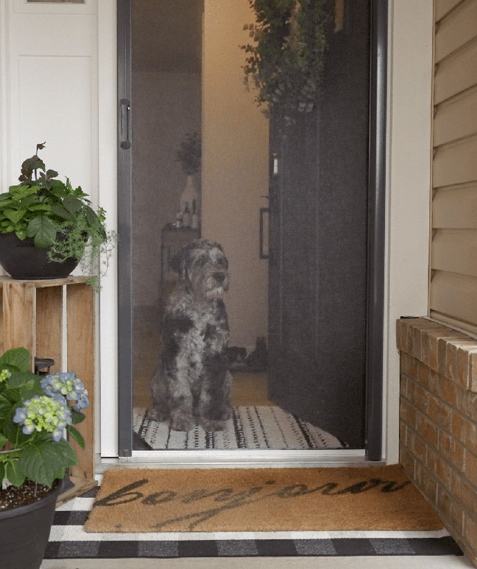 Dog sitting safely behind mesh-lock screen door